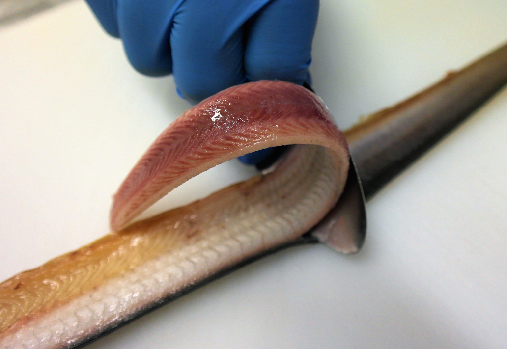 Palling Fish Producten - Paling en Zalm